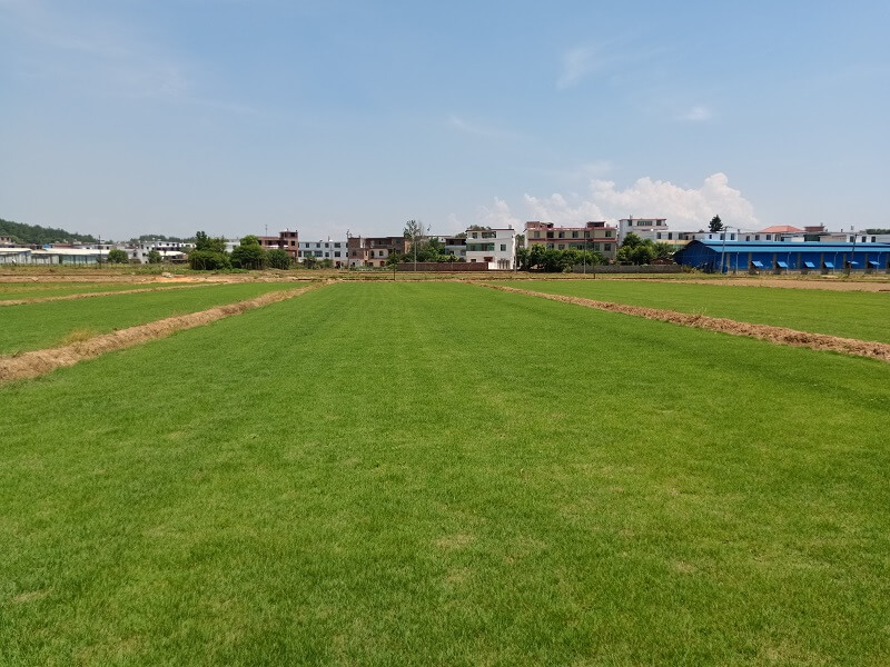 阳光草场6